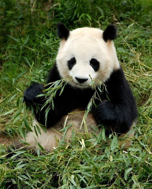 Teach English in China - Panda Breeding Research Center Chengdu