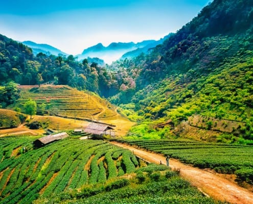 Teaching English in Chiang Mai Thailand TESOL